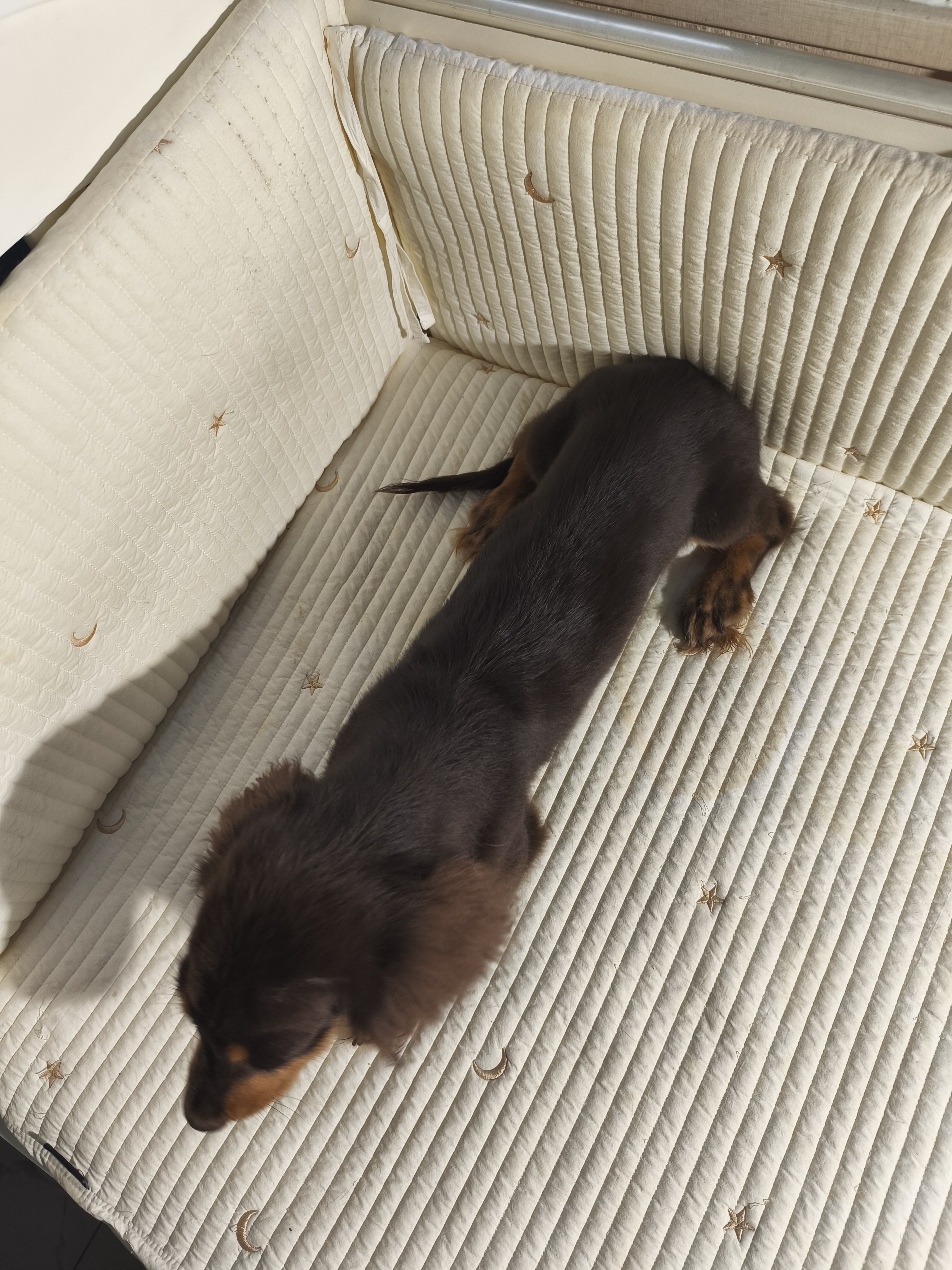 好打理 骨架粗 长毛腊肠犬